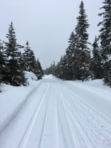 best snowmobiling in newfoundland is in Main Brook, NL