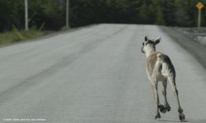 Young caribou exploring his surroundings in Main Brook, NL